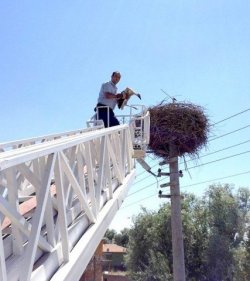 Yaralı Leylegi İtfayeciler Kurtardı