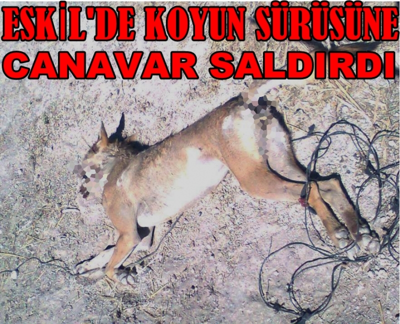 Eskil'de Koyun Sürüsüne Canavar Saldırdı