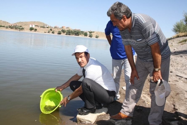 Göletlerde Balıklandırma çalışmaları Yapılıyor