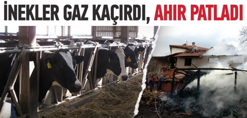 İnekler Gaz çıkardı, Ahır Patladı!