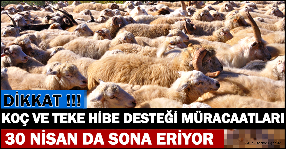 KOÇ VE TEKE HİBE DESTEĞİ MÜRACAATLARI 30 NİSAN 2015 DE SONA ERİYOR