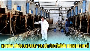  AKSARAY'DA SÜT ÜRETİMİ KORONA VİRÜS DİNLEMEDİ ÜRETİME DEVAM!