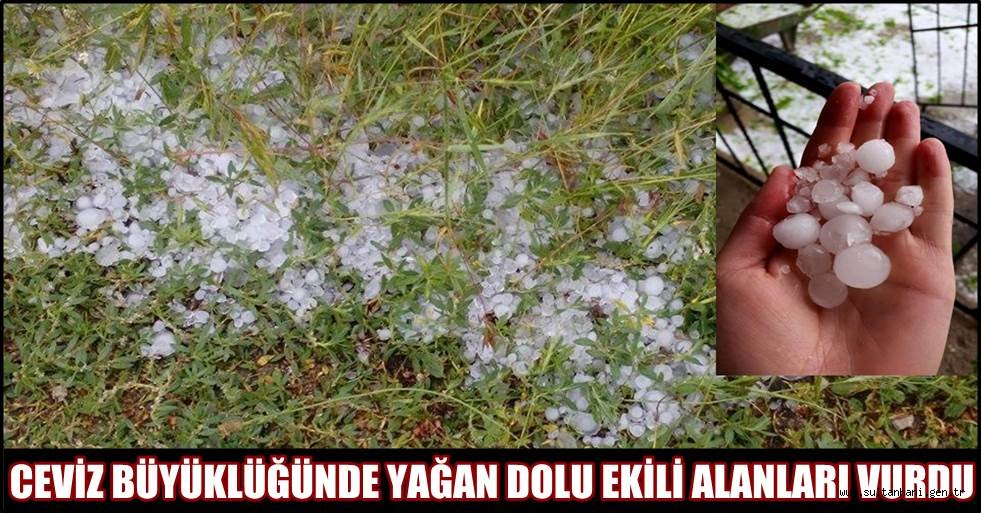 ORTAKÖY İLÇESİNDE CEVİZ BÜYÜKLÜĞÜNDE YAĞAN DOLU EKİLİ ALANLARI VURDU