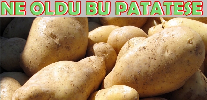 Patatesin Gözü 5 Lira'da