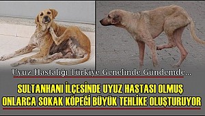 SULTANHANI İLÇESİNDE UYUZ OLMUŞ ONLARCA SOKAK KÖPEĞİ HASTALIK YAYIYOR