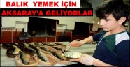 BALIK YEMEK İÇİN AKSARAY’A GELİYORLAR