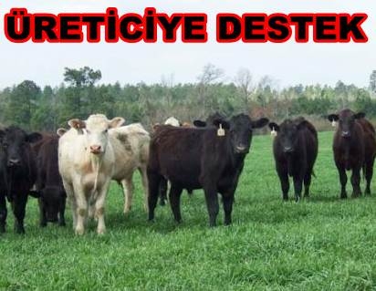 üreticiler Müjde Damızlık Hayvan Alımına Yüzde 80 Hibe Destegi Veriliyor