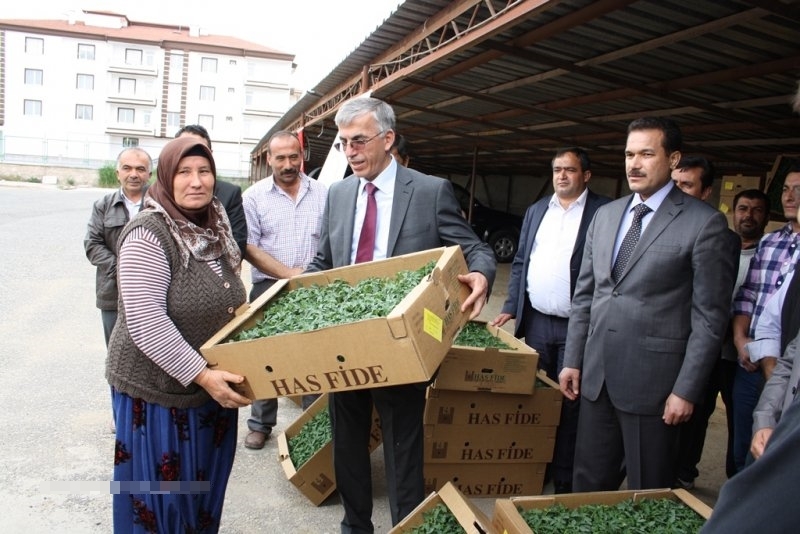 üreticilere ücretsiz Domates Fidesi Dağıtıldı