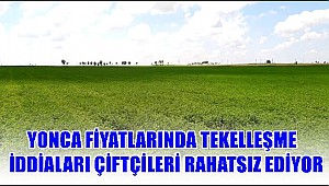 YONCA FİYATLARINDA TEKELLEŞME İDDİALARI ÇİFTÇİLERİ RAHATSIZ EDİYOR